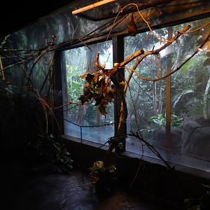 8/4/2017 - Rodrigues Fruit Bat Exhibit