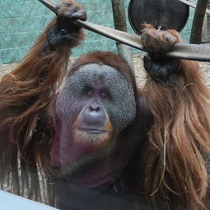 8/4/2017 - Orangutan