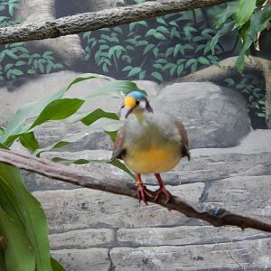8/4/2017 - Sulawesi Ground Dove