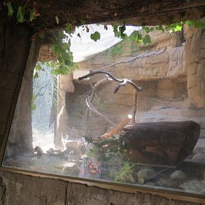 Desert Trail - Ringtail Exhibit