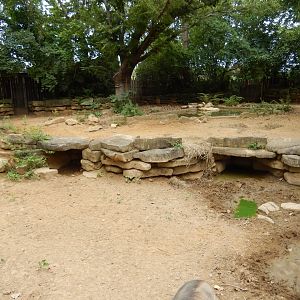 8/4/2017 - Warthog Habitat