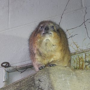 8/4/2017 - Rock Hyrax