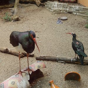 8/4/2017 - Waldrapp Ibis and European Black Stork