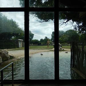 8/4/2017 - Giraffe Exhibit Viewing Window
