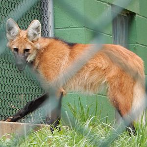 8/4/2017 - Maned Wolf