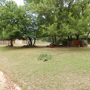 8/4/2017 - Bongo Paddock