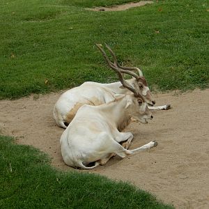 8/4/2017 - Addax