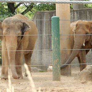 8/4/2017 - Asian and African Elephant