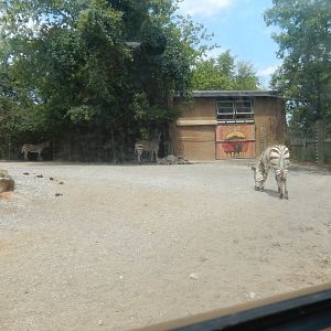 8/4/2017 - Hartmann's Mountain Zebra Paddock