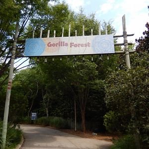 8/4/2017 - Gorilla Forest Entry