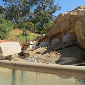 Desert Trail - Black Tailed Prairie Dog Exhibit