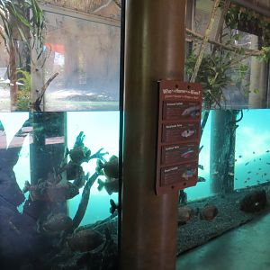 Amazonian Fish Exhibit