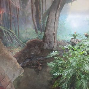 Dwarf Caiman / Mud Turtle / South American Slider Exhibit