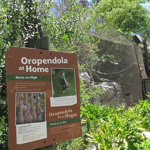 Crested Oropendola Exhibit