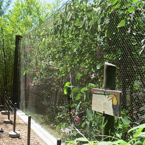 Keel Billed Toucan Exhibit