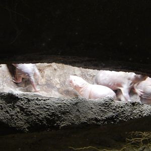 8/4/2017 - Naked Mole Rats