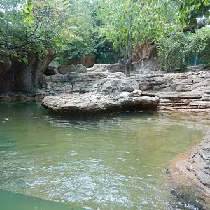 8/4/2017 - Pygmy Hippo Habitat
