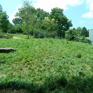 8/4/2017 - Gorilla Habitat #1