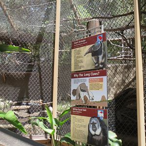 South America - Giant Anteater / White Faced Saki Exhibit