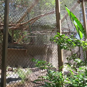 South America - Giant Anteater / White Faced Saki Exhibit