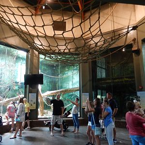 8/4/2017 - Gorilla Sanctuary