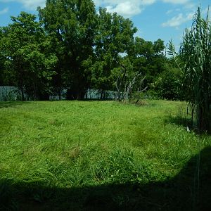 8/4/2017 - Gorilla Habitat #2