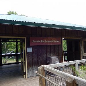 8/4/2017 - Gorilla Viewing Shelter