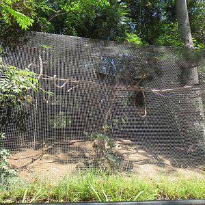 South America - Squirrel Monkey / Red Rumped Agouti Exhibit
