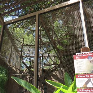 South America - Geoffroy's Spider Monkey Exhibit