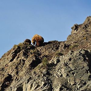 Brown Bears - Alaska