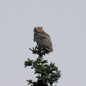 Great-Horned Owl  -  Alaska