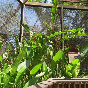 South America - Crested Capuchin Exhibit