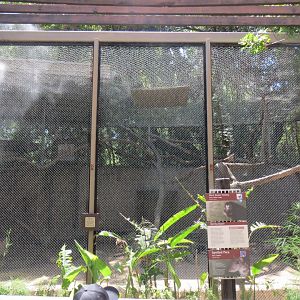 South America - Black Howler Monkey / Lowland Paca Exhibit