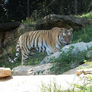 8/4/2017 - Amur Tiger
