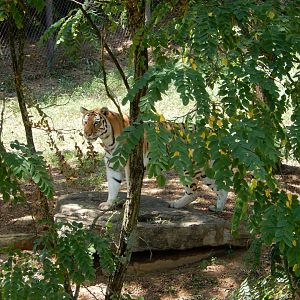 8/4/2017 - Amur Tiger