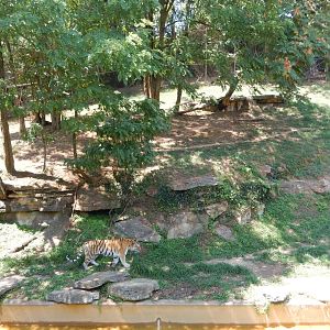 8/4/2017 - Tiger Tundra