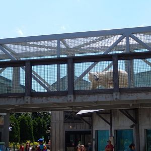 8/4/2017 - Qannik Strolls Over Town