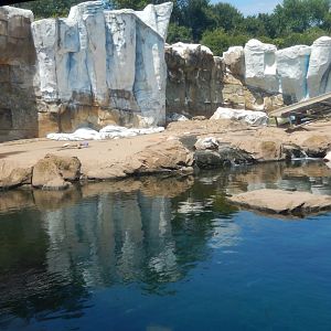 8/4/2017 - Bear Exhibit