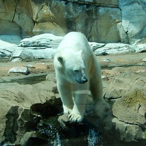 8/4/2017 - Wonder What They Put in the Pool For Me Today?