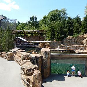 8/4/2017 - Pinniped Pool Overview