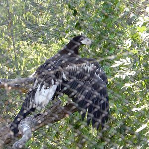 8/4/2017 - Steller's Sea Eagle