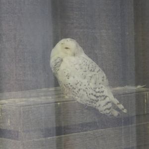 8/4/2017 - Snowy Owl