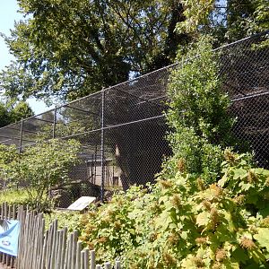 8/4/2017 - Jaguar Cage