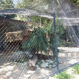 8/4/2017 - Snow Leopard Cage