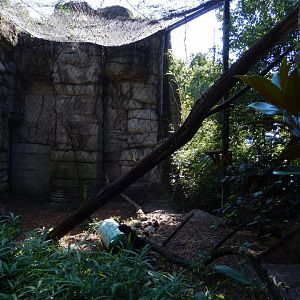 8/4/2017 - Canada Lynx Cage
