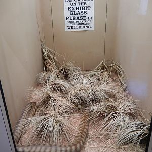 8/4/2017 - Woma Terrarium