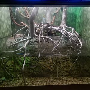 8/4/2017 - Terrarium