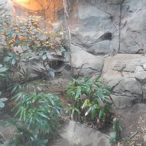 8/4/2017 - Chinese Alligator Habitat