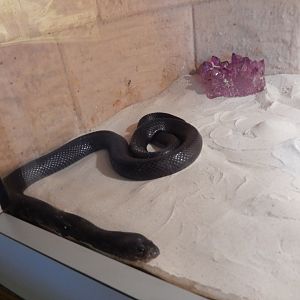 8/4/2017 - Sinai Desert Cobra