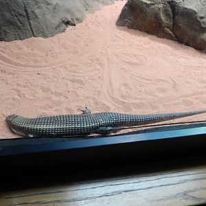 8/4/2017 - Species Help?